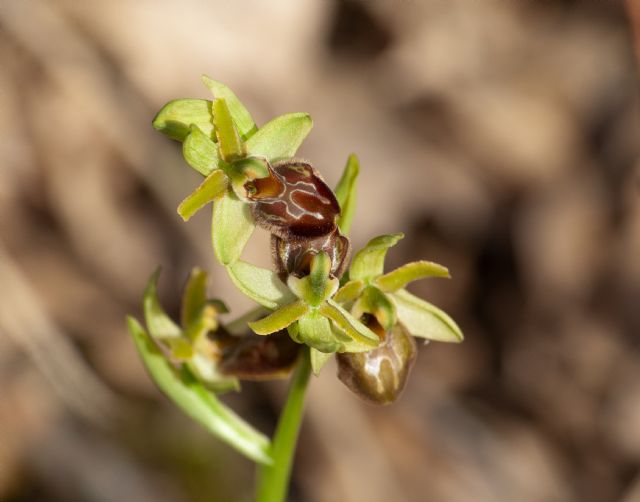 Ophrys della sezione Araniferae